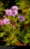 Chrysanthemum (Vinterasters / Dendranthema indicum)