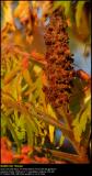 Staghorn Sumac (Hjortetakstræ / Rhus typhina)