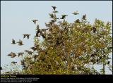 Starlings (Stær / Sturnus vulgaris)