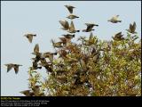 Starlings (Stær / Sturnus vulgaris)