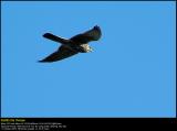 Kestrel (Tårnfalk / Falco tinnunculus)