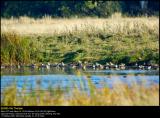 Teals (Krikand / Anas crecca)