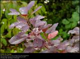 Smoke bush (Parykbusk / Cotinus coggygria)