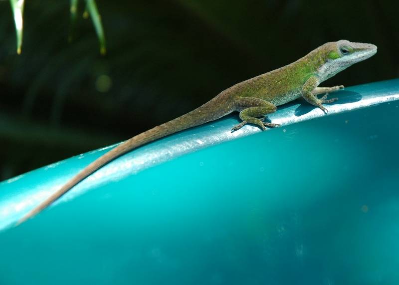 Gecko