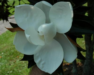 Magnolia