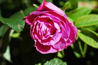 Jan's Rose