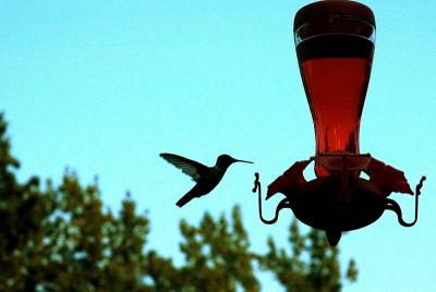 Humming Bird at Dusk