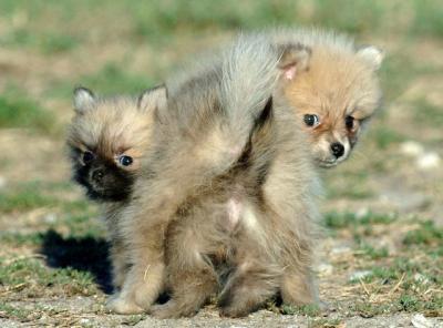 July 30a/05 First photos of the Perfect Poms