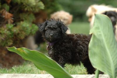 The Yorkshire Terrier Poodle