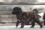 Aug 23b/05 The new Yorkie Poo's and Pom Poo's