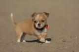 Butterscotch Teacup Chihuahua Maltese