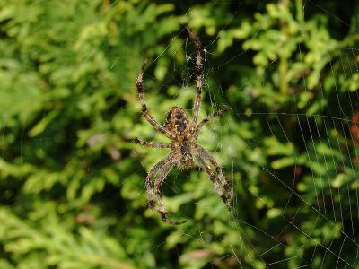 Itsy bitsy spider