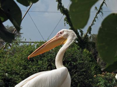 Pelican in Biopark