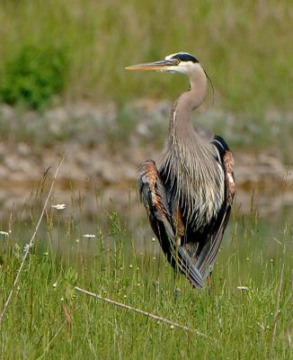 500Heron.jpg