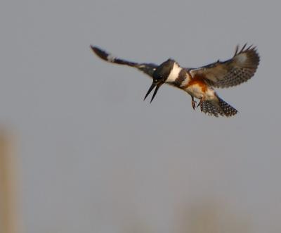 Kingfisher1_0329.jpg