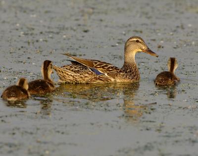 MallardMom_0337.jpg