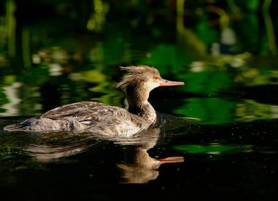 Merganser_0431.jpg