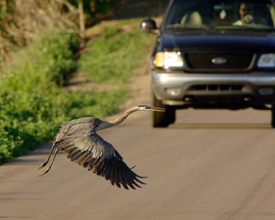 Heron-Truck_0400.jpg