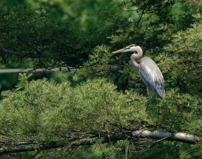 Heron-Pine_0343.jpg