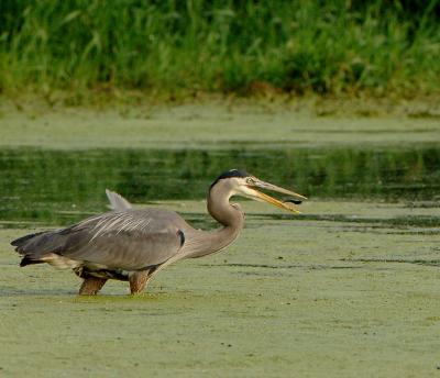 Heron-Flip.jpg