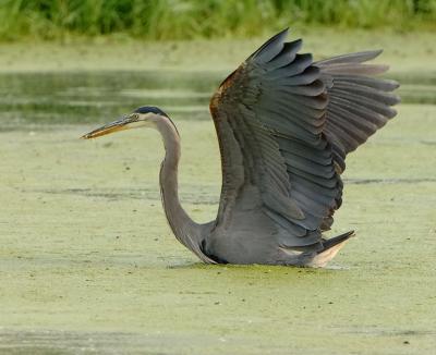Heron_0521.jpg