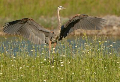 Landing_0634.jpg