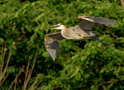 Flyin_0630.jpg
