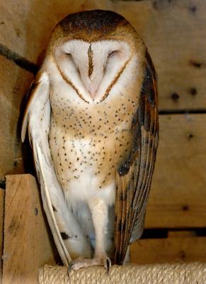 Barn-Owl_1468.jpg