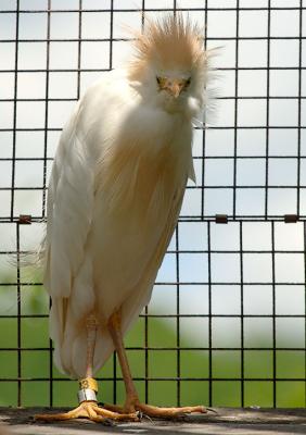 Cattle-Egret_1405.jpg
