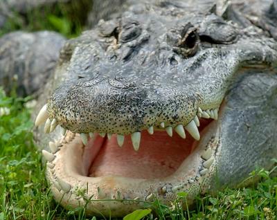 Gator-Teeth_1292.jpg