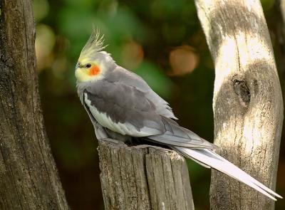 Grey-Parakeet_1432.jpg