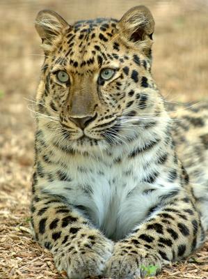 Leopard-1_1197.jpg