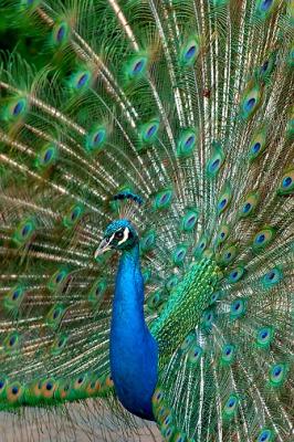 Peacock_1092.jpg