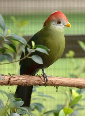 Redtop-Bird_1221.jpg