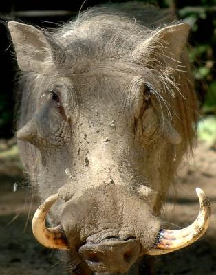 Warthog_1125.jpg