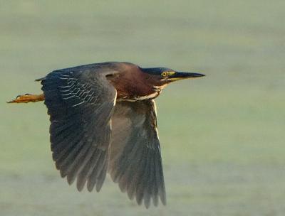 G-Heron_2231.jpg