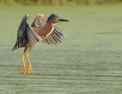 G-Heron_2225.jpg