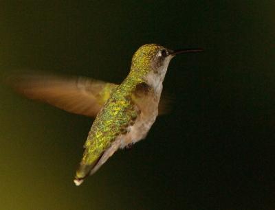 Hummer_8632.jpg