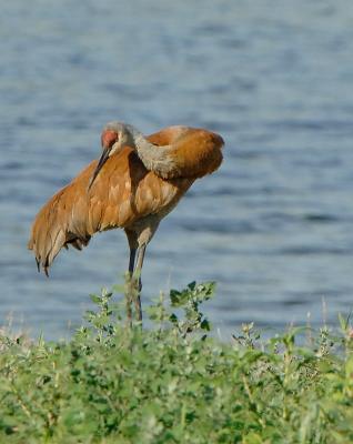 Crane_8826.jpg