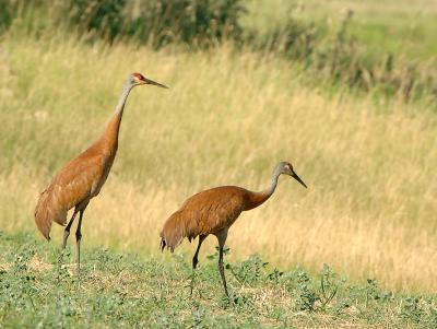 Crane_8796.jpg