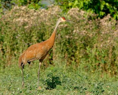 Crane_8838.jpg