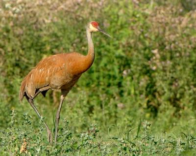 Crane_8837.jpg