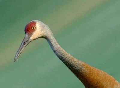 Crane_9129.jpg