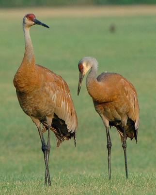 Cranes_9089.jpg