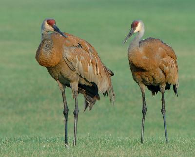 Cranes_9114.jpg
