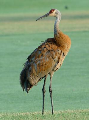 Crane_9132.jpg