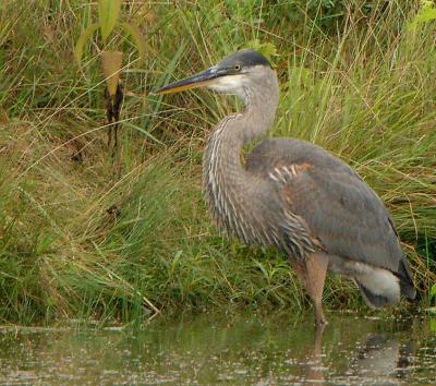 GBH_3816.jpg