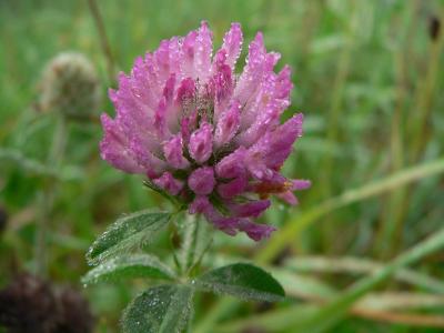 Clover in Dew