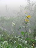 Foggy Dawn