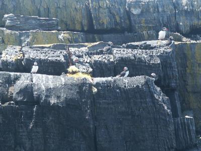 ...but only found puffins...